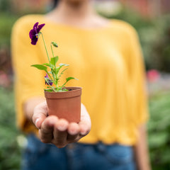 Plant Swap
