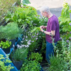 Container Growing for Beginners